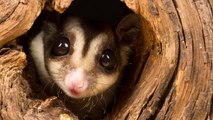 Australian Scientists Discovered a New Species of 'Sugar Glider'