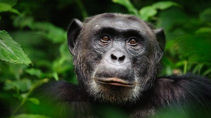 Researchers filmed an emotional chimpanzee birth that questions previous assumptions about mankind