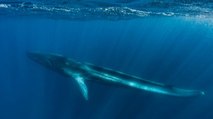 Poignant footage of Fluker, a tailless whale dying in the Mediterranean (VIDEO)