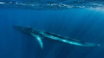Poignant footage of Fluker, a tailless whale dying in the Mediterranean (VIDEO)