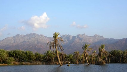 The Dragon's Blood tree is one of the strangest trees in the world