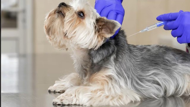 Russia begins COVID vaccine rollout for animals