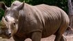 A new species of giant rhino has just been discovered in China