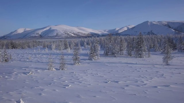 An animal has survived frozen in the Siberian permafrost for 24 000 years