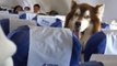 The Fluffiest Emotional Support Dog Steals Everyone's Hearts Aboard The China Southern Airlines