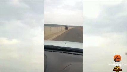 A driver was violently attacked by a hippopotamus in South Africa