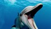 Morbillivirus: A new virus detected in a dolphin could start a global epidemic