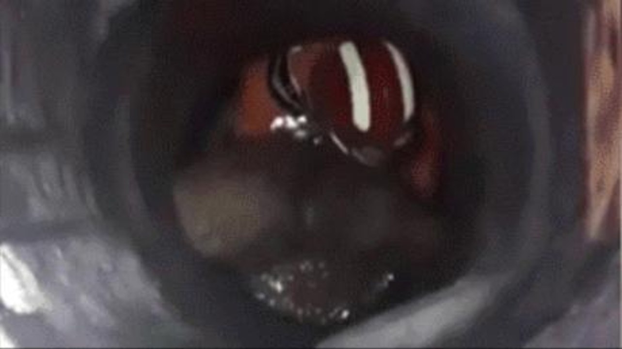 They Went To A Sewer After Hearing Strange Noises And Were Shocked By What They Found