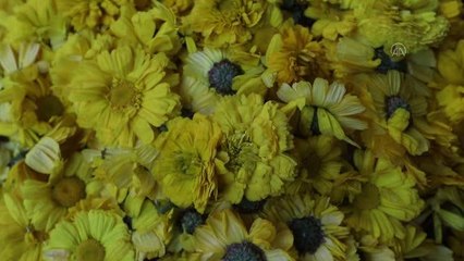 YENİ DELHİ - Hindistan'ın Nizamuddin Evliya Dergahı bahar festivalinde sarıya bezendi