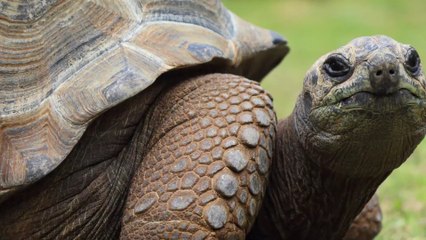 Runaway tortoise that was lost for a year found just half a mile from it’s home