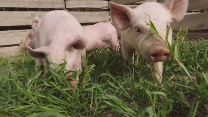 Fukushima: 'Hybrid' pigs roam the streets in Japan after nuclear accident