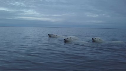 Hotel with 2 polar bears held captive in horrendous conditions causes outrage