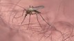 This mosquito has evolved to attack daily commuters on the London tube