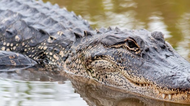 A huge alligator in the middle of a golf course has been causing quite a stir