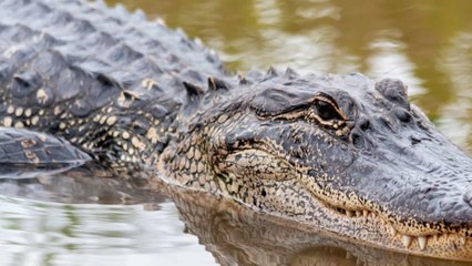 A huge alligator in the middle of a golf course has been causing quite a stir