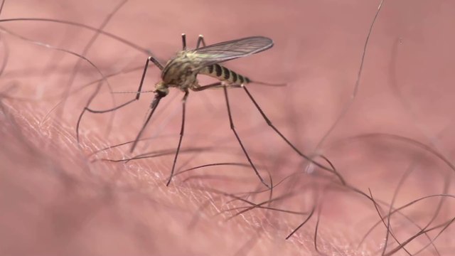 Mosquito bite: Here’s how the insects choose their prey