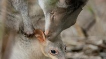 This Tiny Baby Wallaby Peeping Out Of Its Mother's Pouch Is The Most Adorable Thing We've Ever Seen