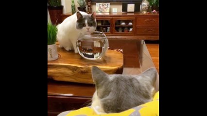 Try Not To Laugh or Grin While Watching Funny Animals Compilation