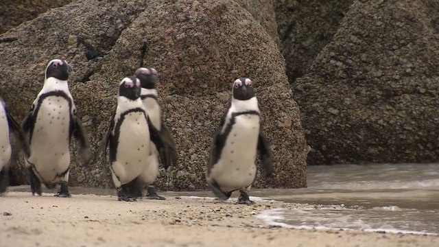 Swarm of bees kills 63 endangered penguins in South Africa