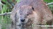 Enraged beaver mauls and almost kills elderly man in freak rabid attack