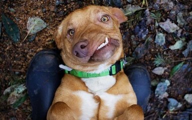 Picasso, The Dog No One Wanted, Gets His Happy Ending