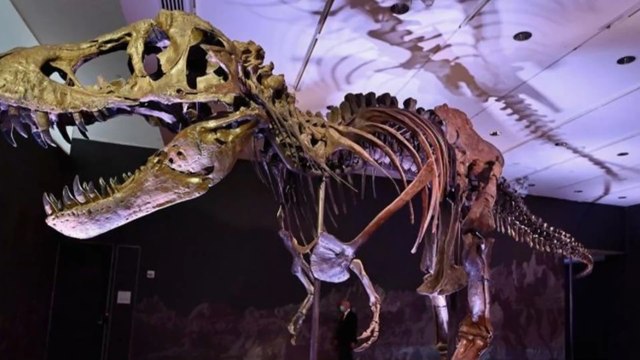 There were so many more T-Rexes on Earth than we thought