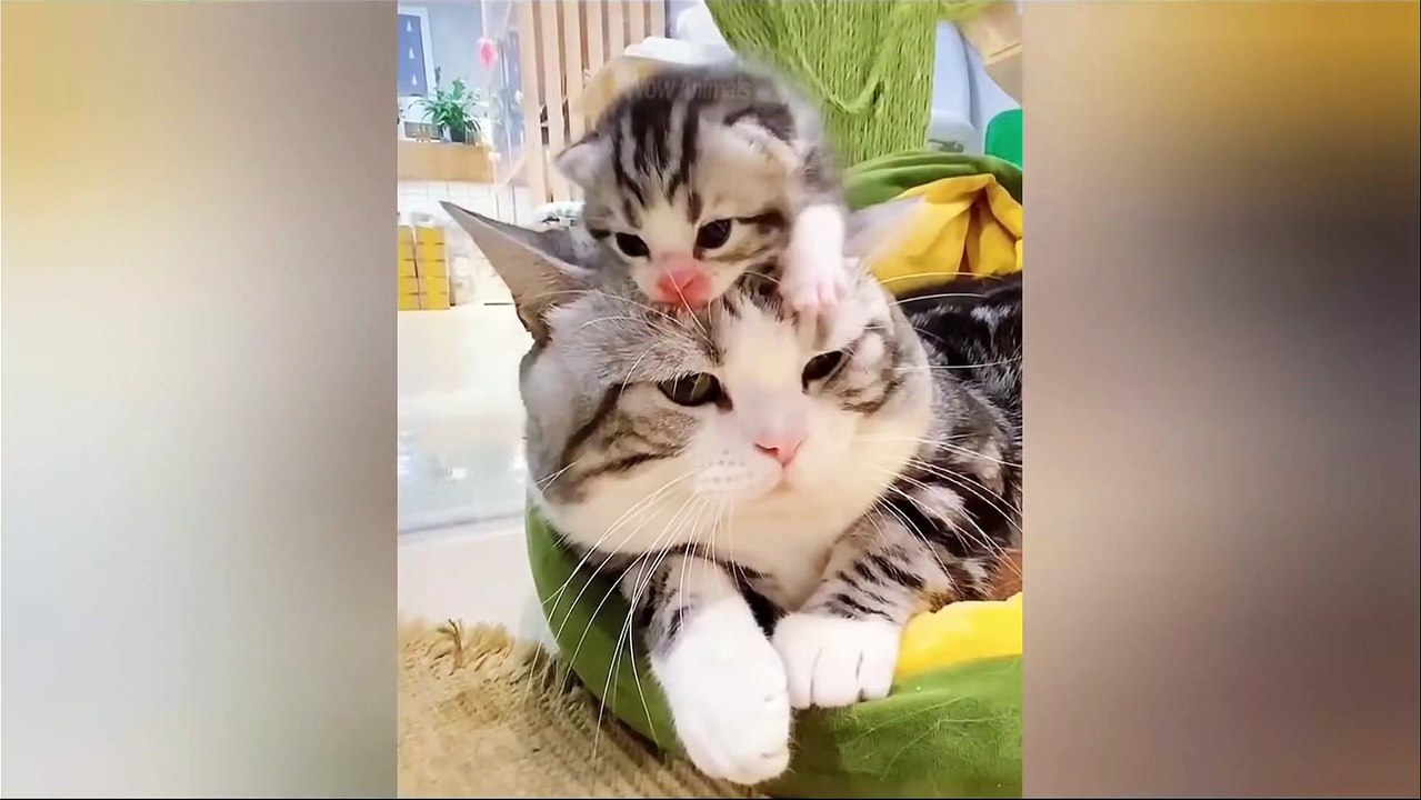 Having a Sad Day Watch This Video, Problem Solved