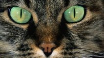 Study Reveals Astonishing Reason Why Cats Have Vertical Pupils!