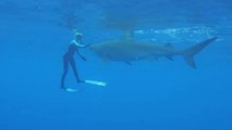 Man caught on camera wrestling shark with his bare hands