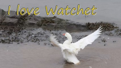 Town to erect statue in honour of a beloved goose