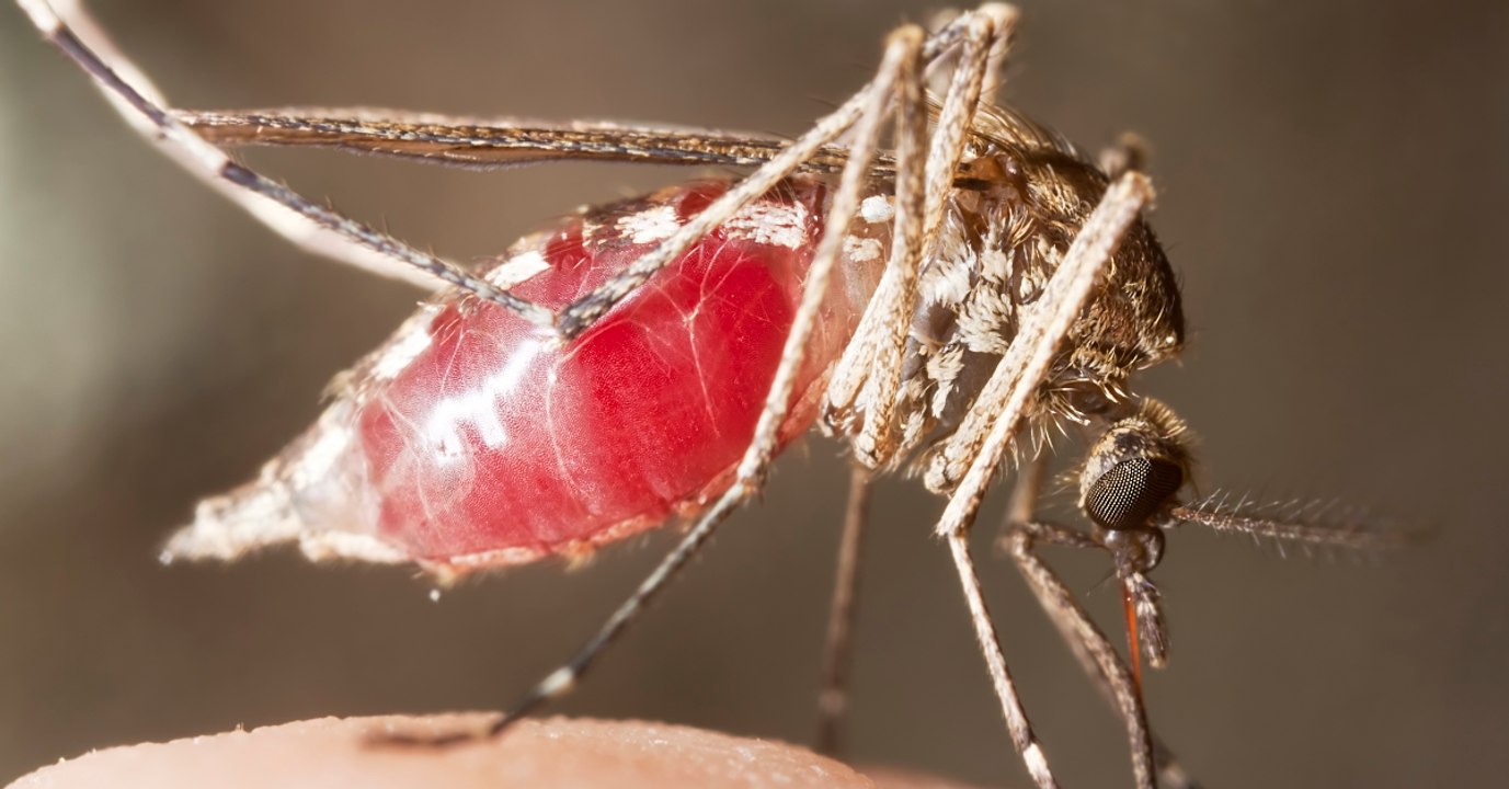 These 4 Techniques Will Stop Your Mosquito Bites Itching Once And For All