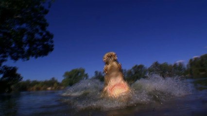 Girl, 8, killed by crocodile while swimming in a river