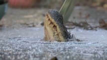 These alligators have come up with an ingenious strategy to survive the cold