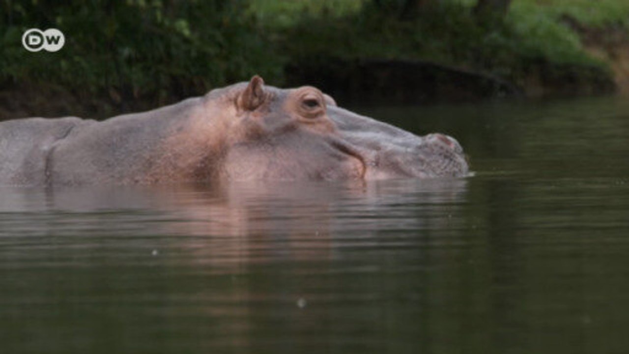 Kolumbien: Nilpferde des Drogenbosses als Umweltproblem