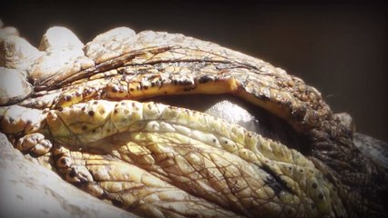 This killer crocodile might still be at large after eating 300 humans