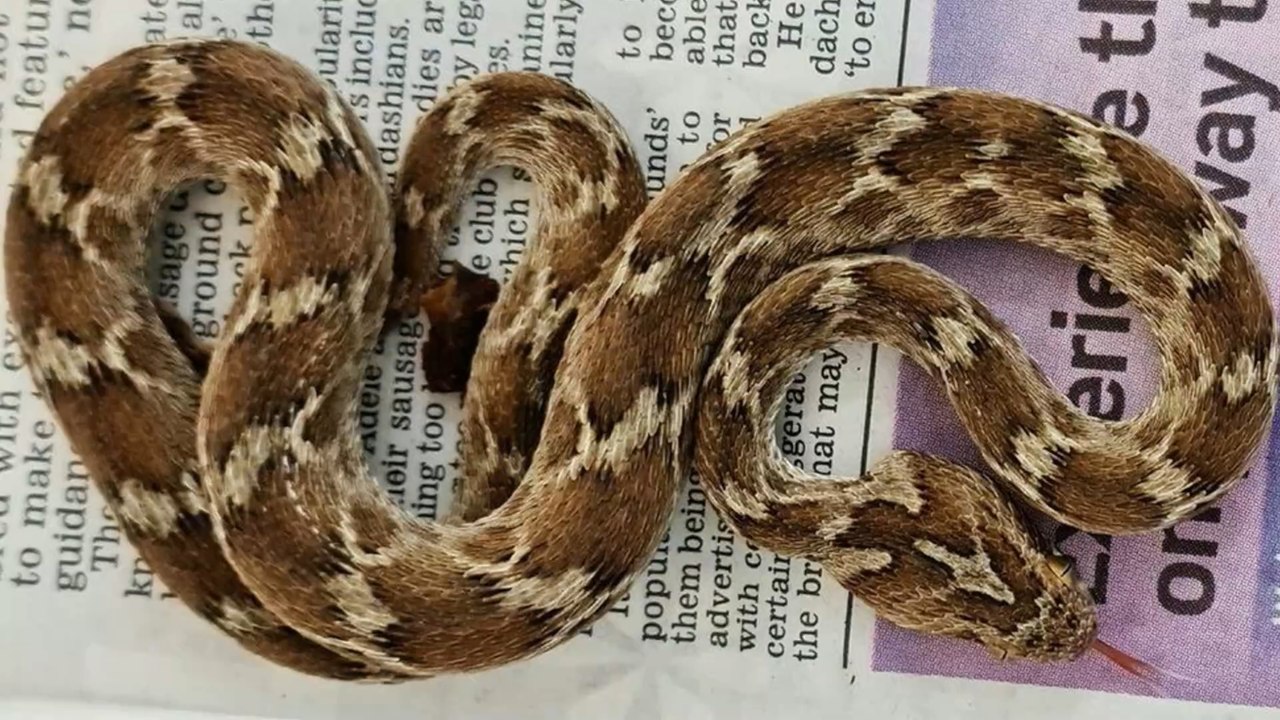 Deadly snake found in the UK