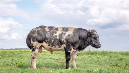 Man bleeds to death after angry bull impales him