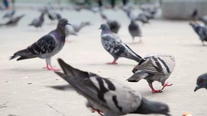 Man fined £1K for disturbing neighbours with his pet pigeons