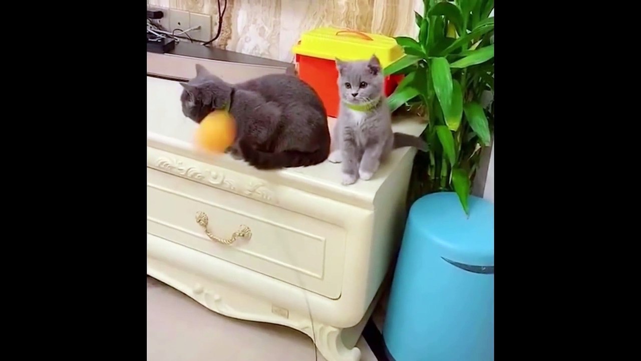 Funniest Animals - Best Of The 2021 Funny Animal Videos