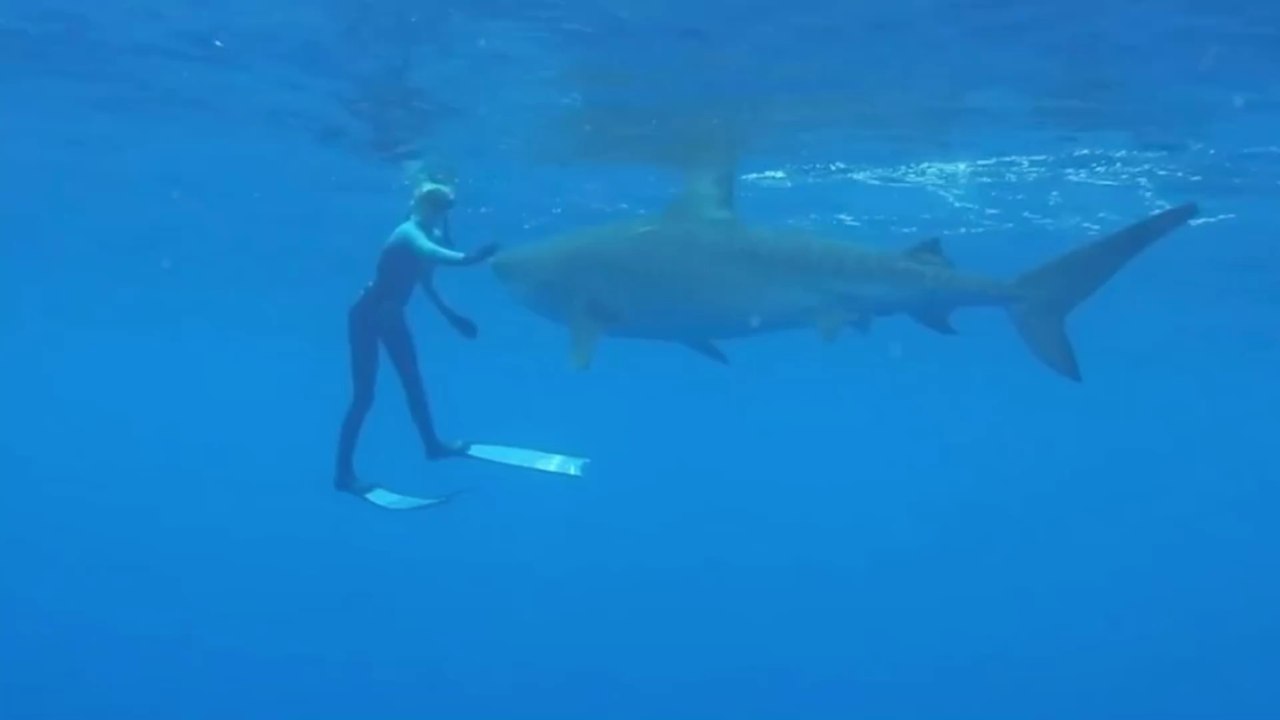 Surfer narrowly escapes death after coming 'face to face' with a shark
