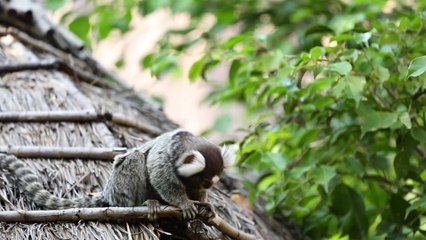 This is how the monkey flushed down the toilet and given cocaine is fairing
