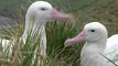 Climate change blamed for spike in ‘divorce’ rate among albatrosses
