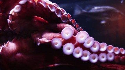 A rare 'glass octopus' has been discovered in the depths of the Pacific