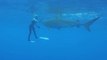 Prey becomes predator: Unsuspected animal has been observed attacking sharks