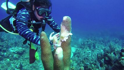 Man captures unbelievable footage of this unusual looking fish in the UK (VIDEO)