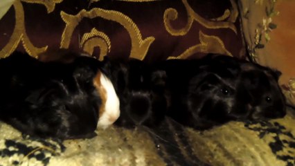 BABY CAVIA PORCELLUS DAVID CLOVER DAVID PIXIE DAVID 102_8076