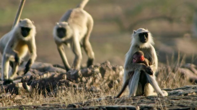 Troop of monkeys kills up to 250 dogs in revenge attacks