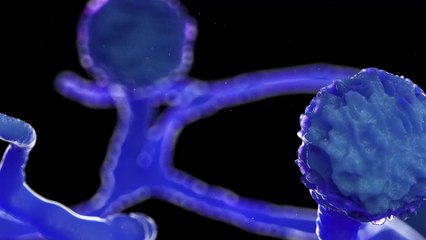 'Black fungus,' the deadly post-COVID complication for India's recovered patients