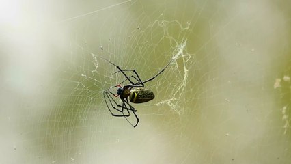 McDonald's: Woman bites into a nasty surprise while eating a wrap