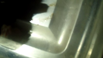 BABY CAVIA PORCELLUS DAVID DAVID CLOVER PIXIE 102_8084